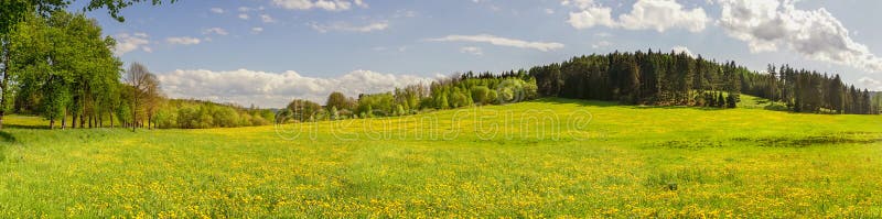 Photographie panoramique de gisement de pissenlit avec la forêt b de pin photos libres de droits