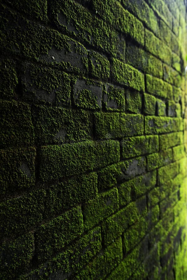 Photography Of Bricks Covered With Moss Picture. Image: 116984401