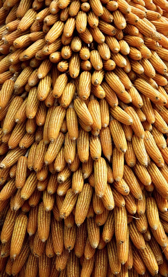 A Photography of a Bunch of Corn is Piled on Top of Each Other, There