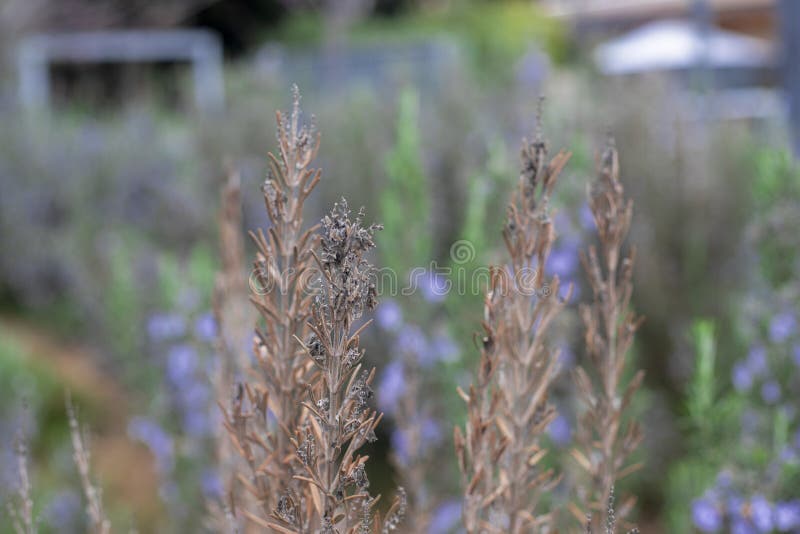 Photography of Dried Rosemary Plant Stock Photo Image of healthy