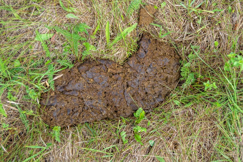 502 Fresh Cow Manure Stock Photos - Free & Royalty-Free Stock Photos from Dreamstime 502 Fresh Cow Manure Stock Photos - Free & Royalty-Free Stock Photos from Dreamstime