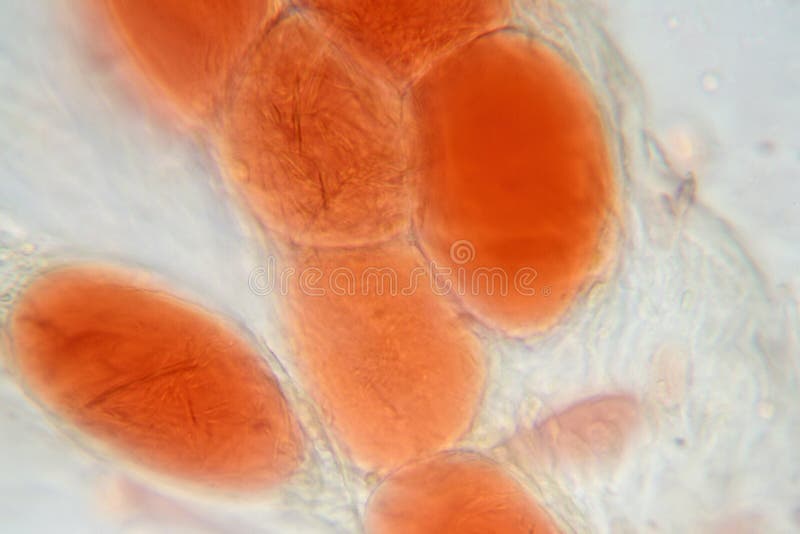 Human adipose tissue royalty free stock image