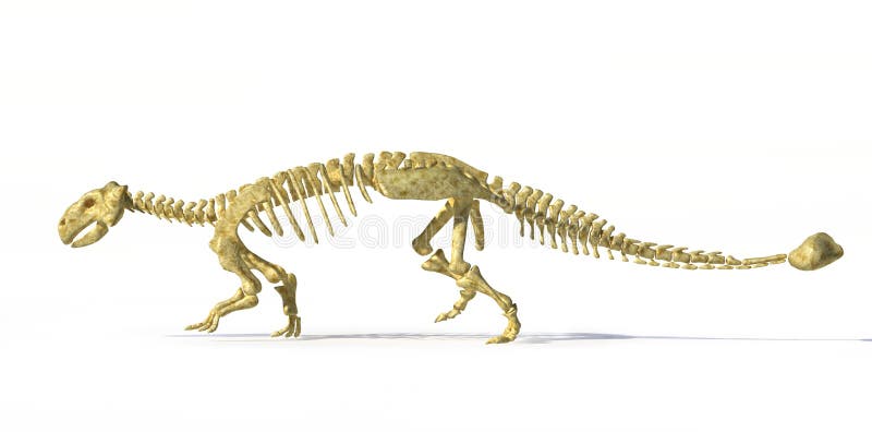 ankylosaurus complete fossil