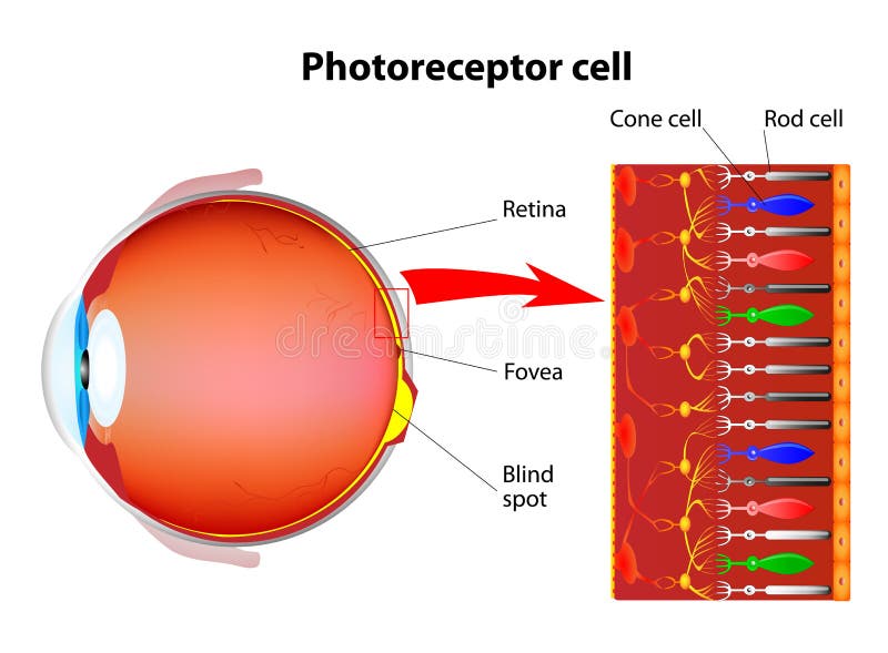 Photoreceptor Cells In The Retina Of The Eye Stock Vector