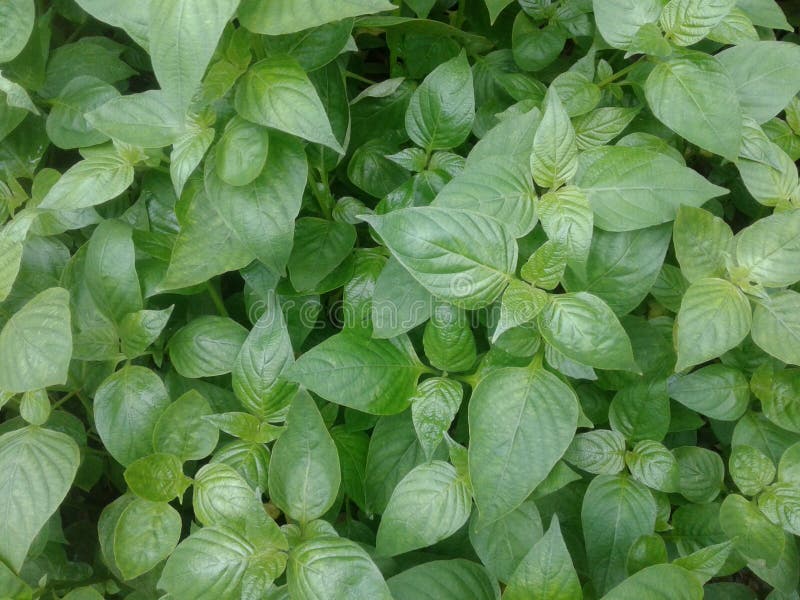 Photos of green grass growing in the rainy season. Can to eat livestock such as goats or cows