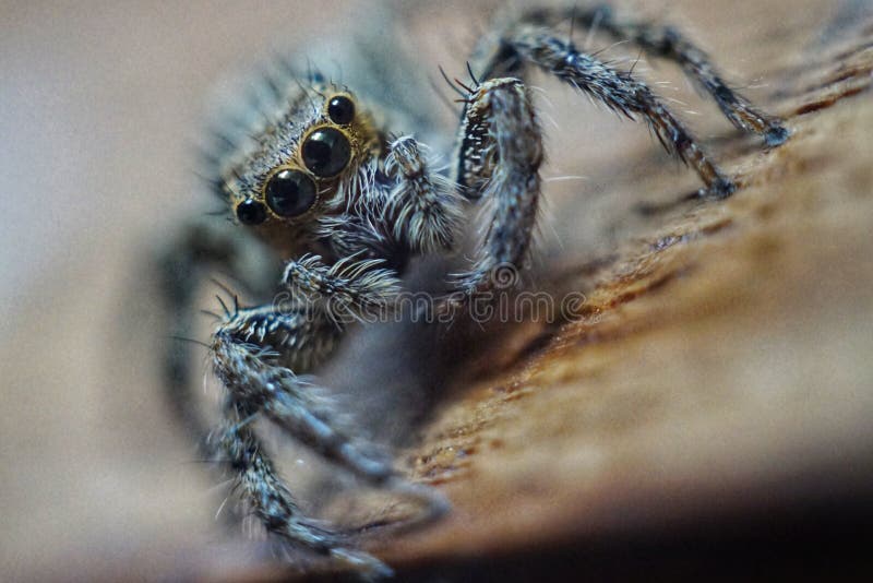 Little spider with big eye around the face