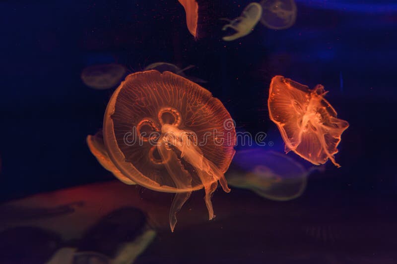 underwater photos of jellyfish aurelia aurita close-up. underwater photos of jellyfish aurelia aurita close-up