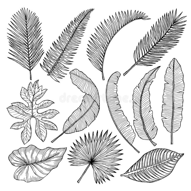 Feuilles Et Usines Tropicales Isolat De Photos De Dessin De Main De Vecteur  Illustration de Vecteur - Illustration du floral, frais: 100835254