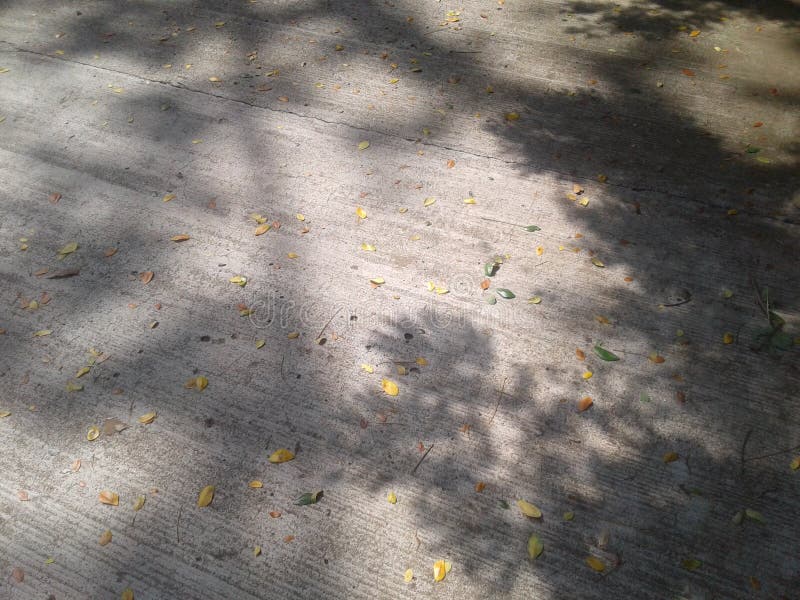 Photos of trees and green leaves on the road in afternoon