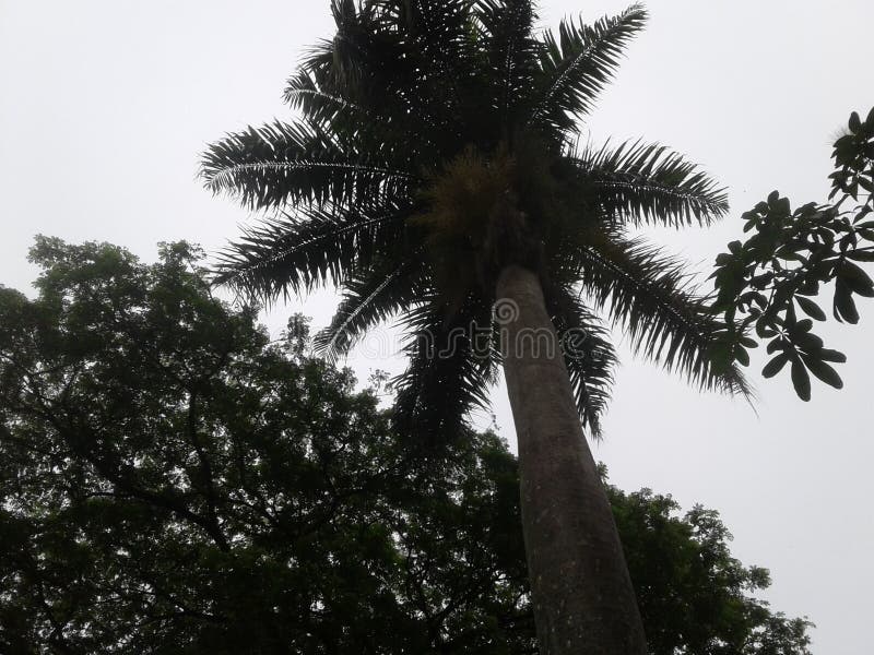 Photos of trees and green leaves and sky, Photos of trees and green leaves and sky. Photos of trees and green leaves and sky, Photos of trees and green leaves and sky