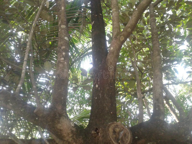 Photos of trees and green leaves and sky in the morning, Photos of trees and green leaves and sky in the morning