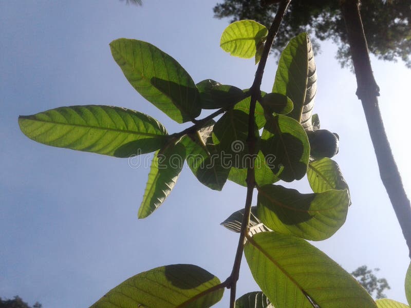 Photos of trees and green leaves and sky in the morning, Photos of trees and green leaves and sky in the morning