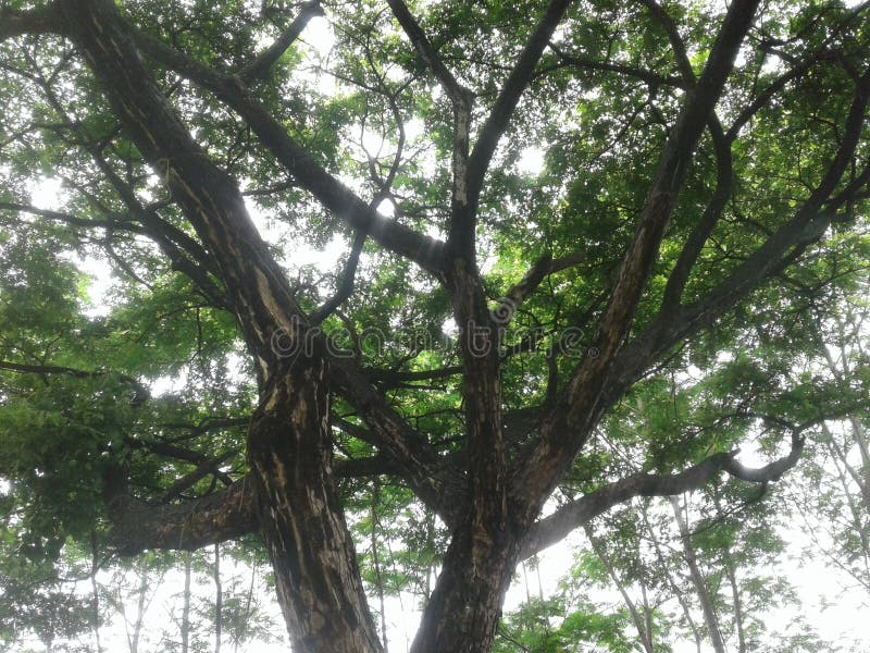 Photos of trees and green leaves and sky, Photos of trees and green leaves and sky. Photos of trees and green leaves and sky, Photos of trees and green leaves and sky