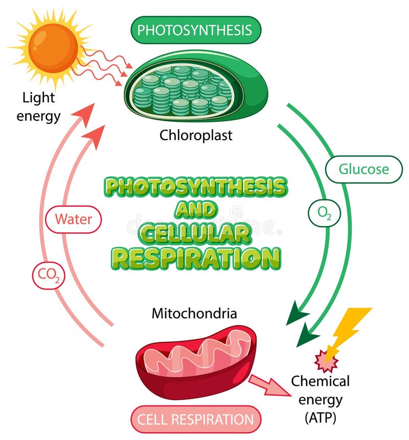 Photosynthesis and Cellular Respiration Diagram Stock Illustration
