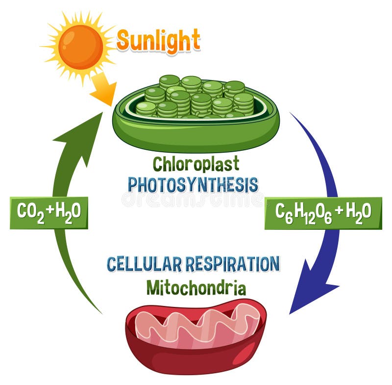 Photosynthesis and Cellular Respiration Diagram Stock Vector