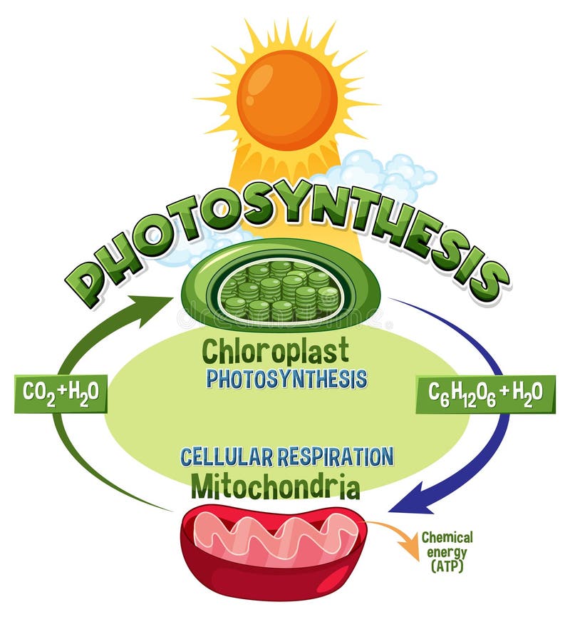 Photosynthesis and Cellular Respiration Diagram Stock Vector