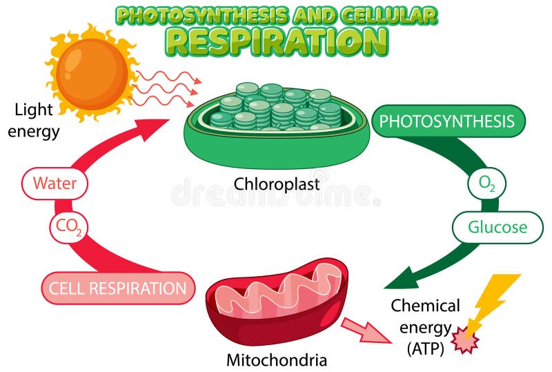 Photosynthesis And Cellular Respiration Diagram Stock Vector photosynthesis-and-cellular-respiration-diagram-stock-vector