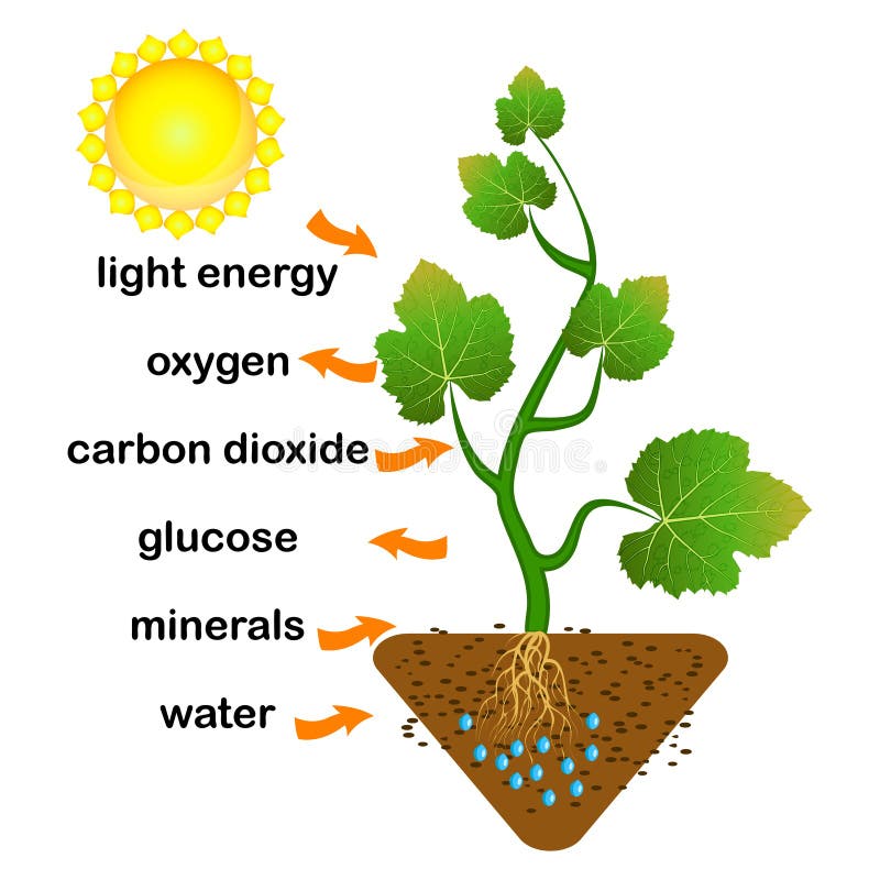 Photosynthesis Diagram. Process of Plant Produce Oxygen. Stock Vector