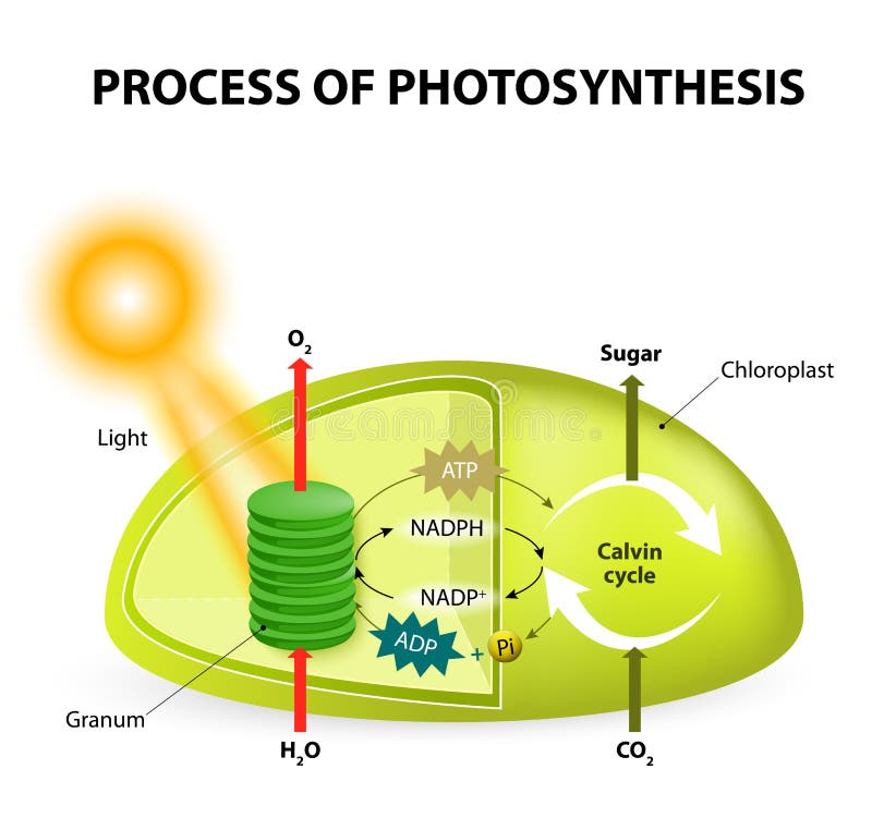 diagram for photosynthesis of stock Illustration vector. light Photosynthesis oxygen, diagram for photosynthesis of stock Illustration vector. light Photosynthesis oxygen,