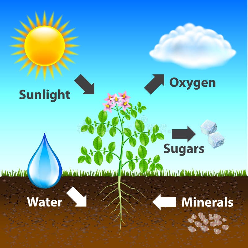 Photosynthesis diagram vector background