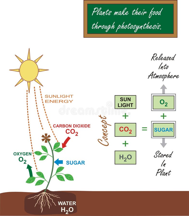 Equation For Photosynthesis equation-for-photosynthesis