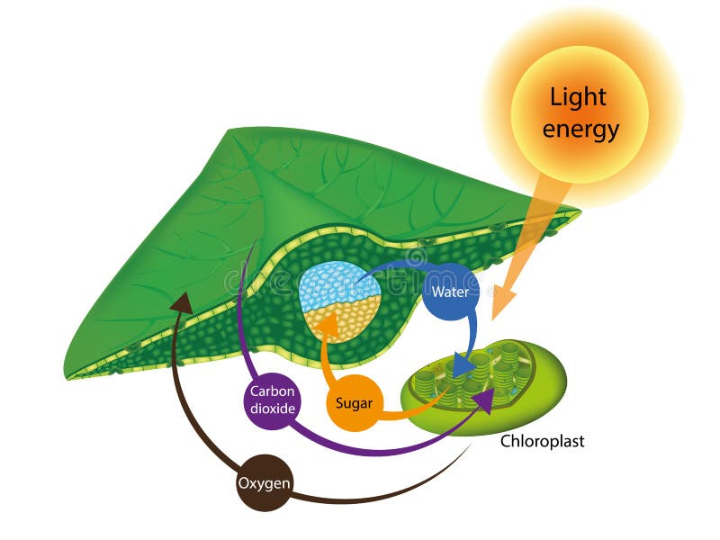 Leaf Diagram Labeled Photosynthesis