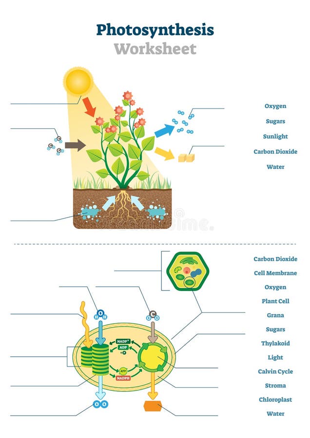Photosynthesis Alphabet Chart