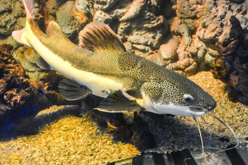 Phractocephalus Hemioliopterus, Redtail Catfish Editorial Stock Photo