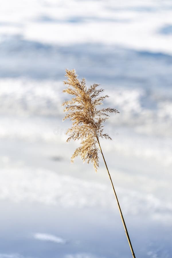 Phragmites Lame De Roseau Avec Fleur Sèche Sur Fond De Neige Et Beau Bleu  Blanc Bokeh Photo stock - Image du lakeside, floraison: 210596090