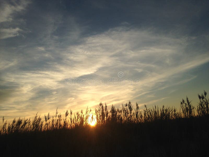 Phragmites trawa podczas zmierzchu na Nickerson plaży zdjęcie royalty free Phragmites trawa podczas zmierzchu na Nickerson plaży zdjęcie royalty free
