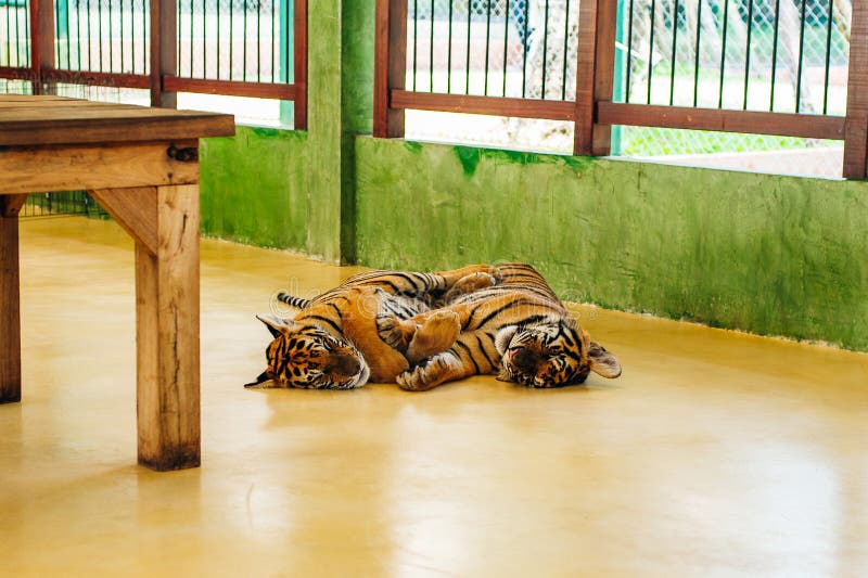 863 Tiger Kingdom Stock Photos - Free & Royalty-Free Stock Photos from Dreamstime 863 Tiger Kingdom Stock Photos - Free & Royalty-Free Stock Photos from Dreamstime