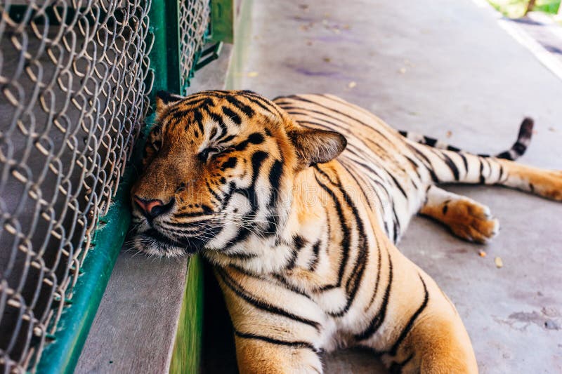 863 Tiger Kingdom Stock Photos - Free & Royalty-Free Stock Photos from  Dreamstime