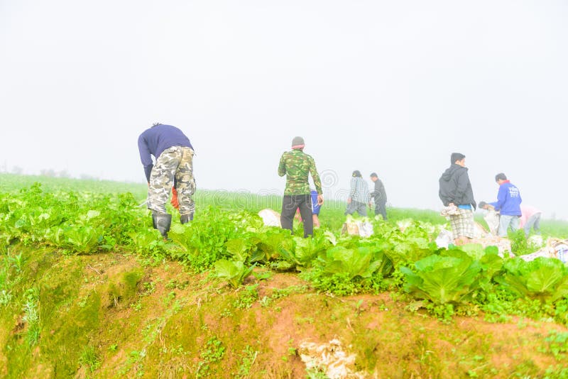 PHUTHAPBOEK PHETCHABUN ТАИЛАНД - 9-ОЕ ОКТЯБРЯ: работа фермера в поле капусты стоковые изображения PHUTHAPBOEK PHETCHABUN ТАИЛАНД - 9-ОЕ ОКТЯБРЯ: работа фермера в поле капусты стоковые изображения