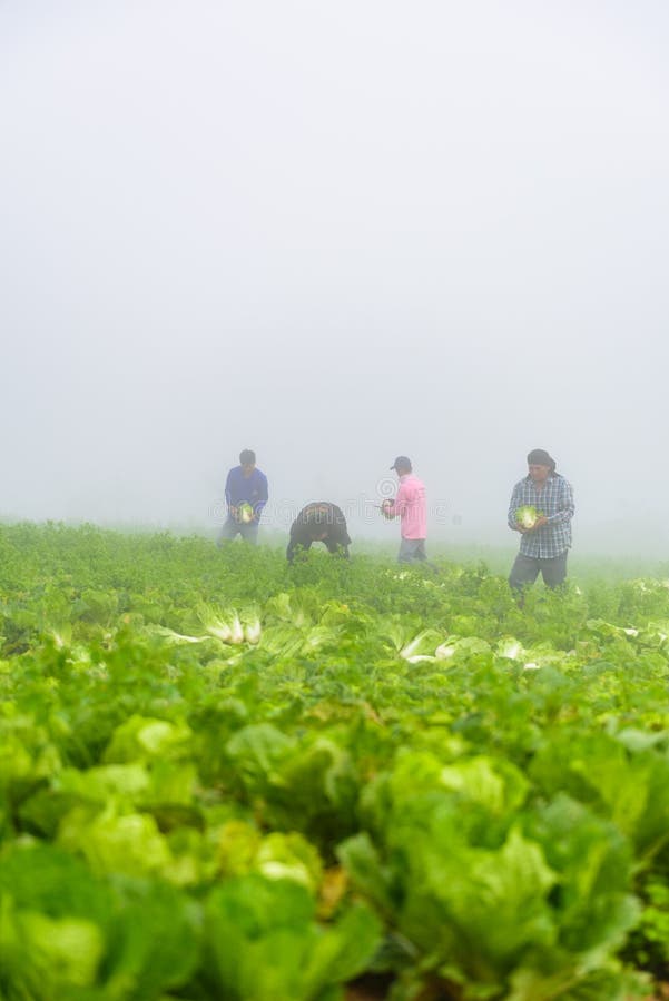 PHUTHAPBOEK PHETCHABUN ТАИЛАНД - 9-ОЕ ОКТЯБРЯ: работа фермера в поле капусты стоковая фотография rf PHUTHAPBOEK PHETCHABUN ТАИЛАНД - 9-ОЕ ОКТЯБРЯ: работа фермера в поле капусты стоковая фотография rf