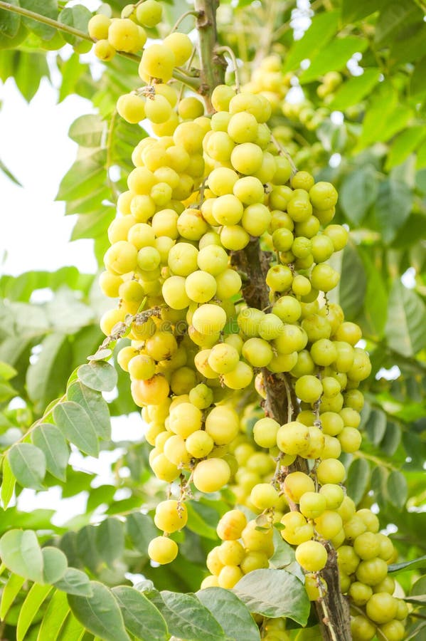 Phyllanthus acidus fruit royalty free stock photos