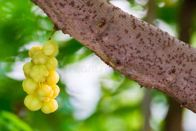 Phyllanthus acidus stock photo