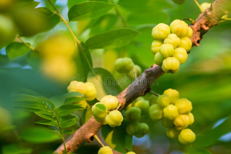 Phyllanthus acidus stock photo