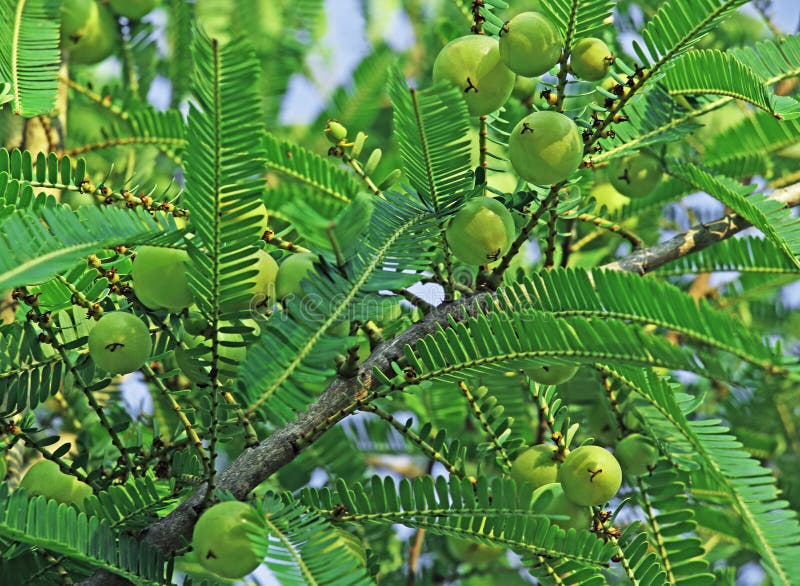 Phyllanthus Emblica, Grosella Espinosa India Imagen de archivo ...