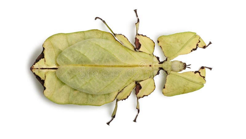 Phyllium giganteum, leaf insect walking leave, phyllidae