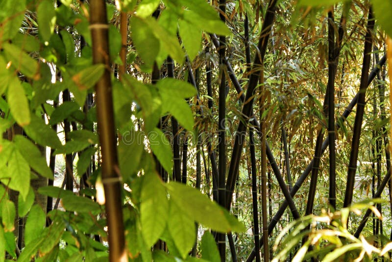 Phyllostachys Nigra forest in the garden