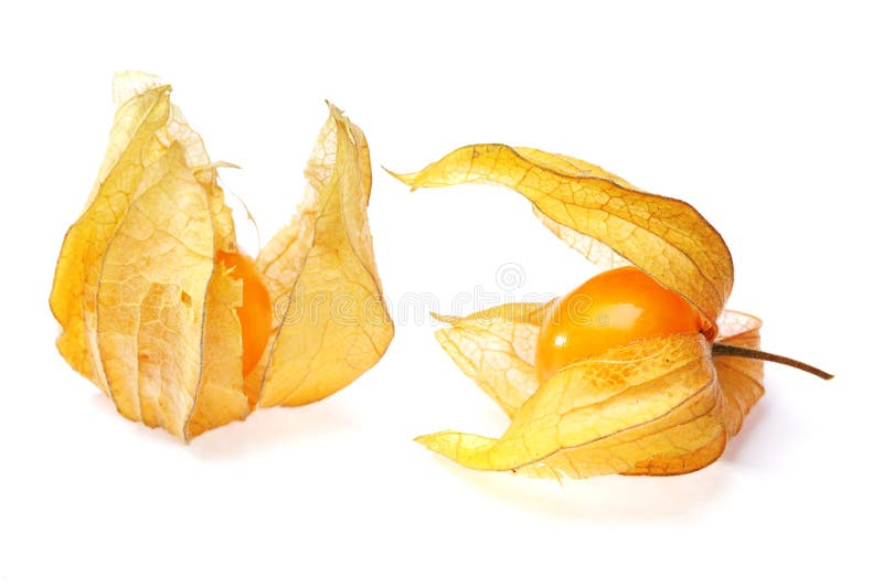 Physalis.