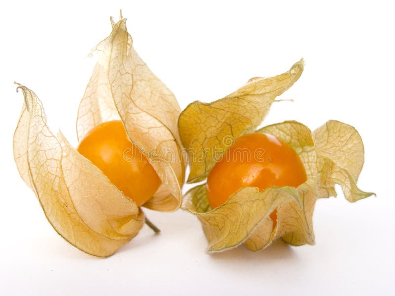 Physalis