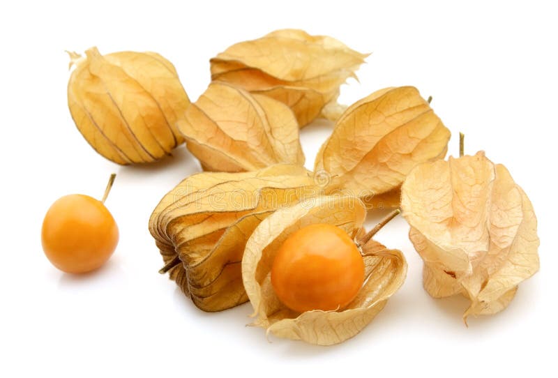 Physalis