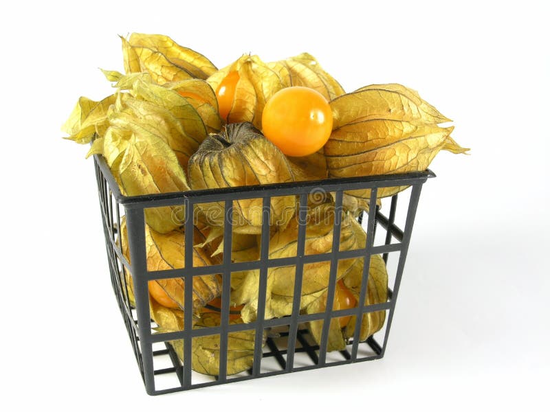 Physalis arkivbild