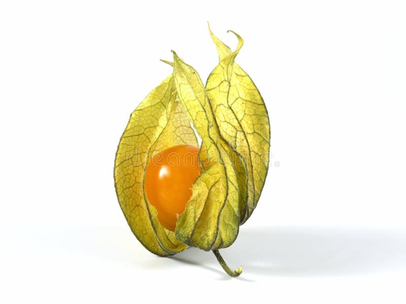 Physalis royaltyfri fotografi