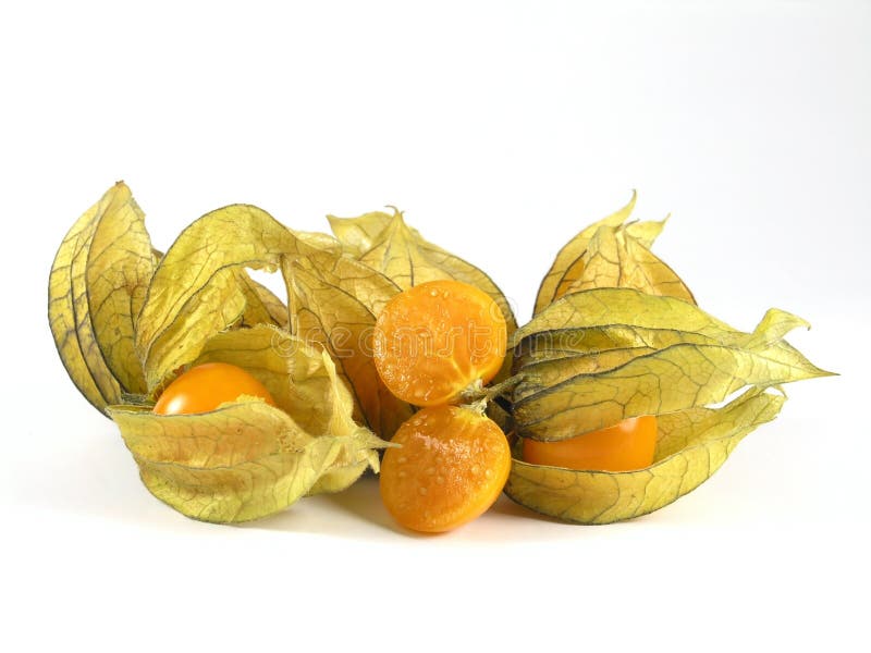 Physalis royaltyfria bilder