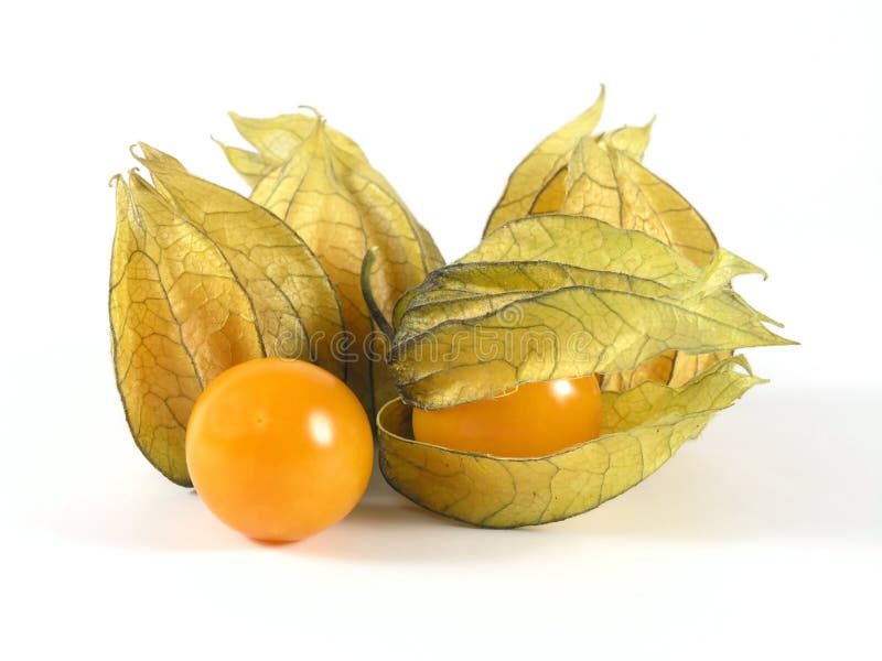 Physalis arkivfoto
