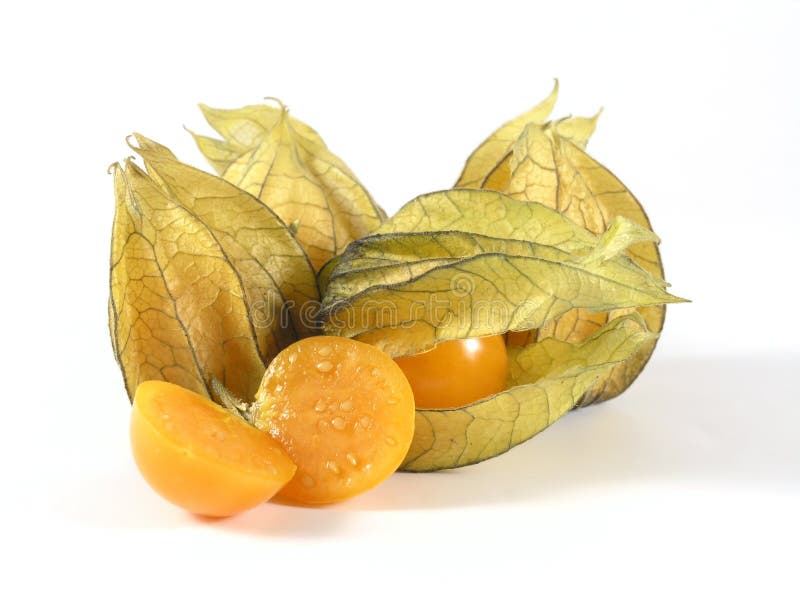 Physalis royaltyfri bild