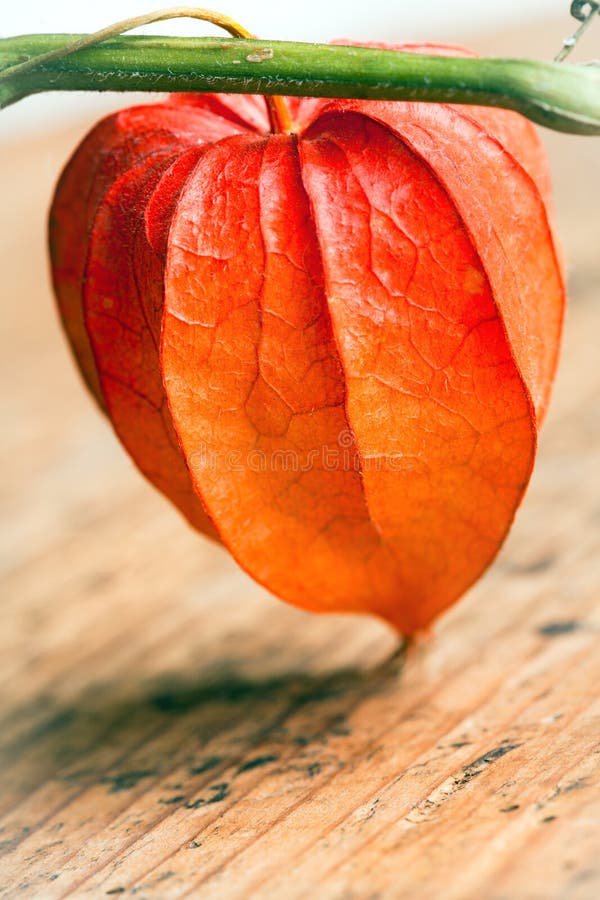 289 Alkekengi Foton Gratis och royaltyfria stockfoton från Dreamstime