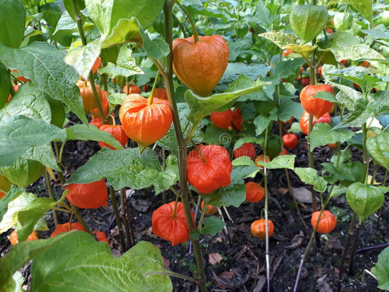 Physalis Alkekengi Franchetii Zierpflanze, Im Garten Stockbild Bild
